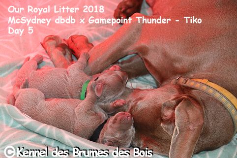 Des brumes des bois - Braque de Weimar - Portée née le 08/11/2018