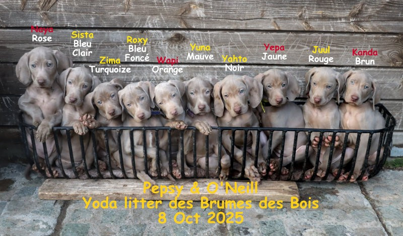 Des brumes des bois - photo de famille des Yoda