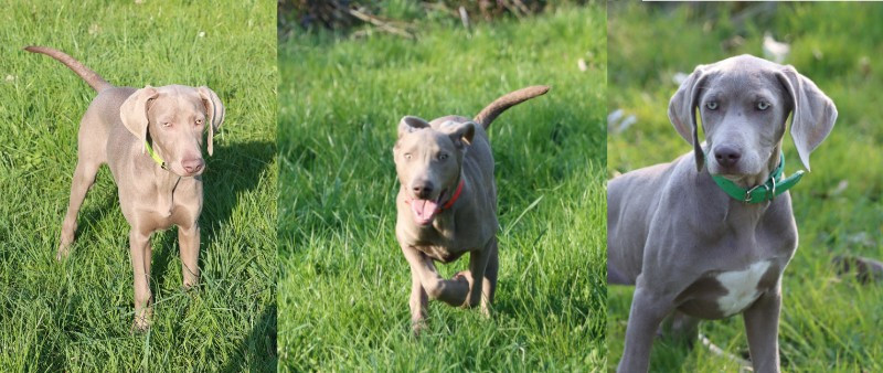 Des brumes des bois - des chiots démarrés + 1 portée Belgique issue de Tactic