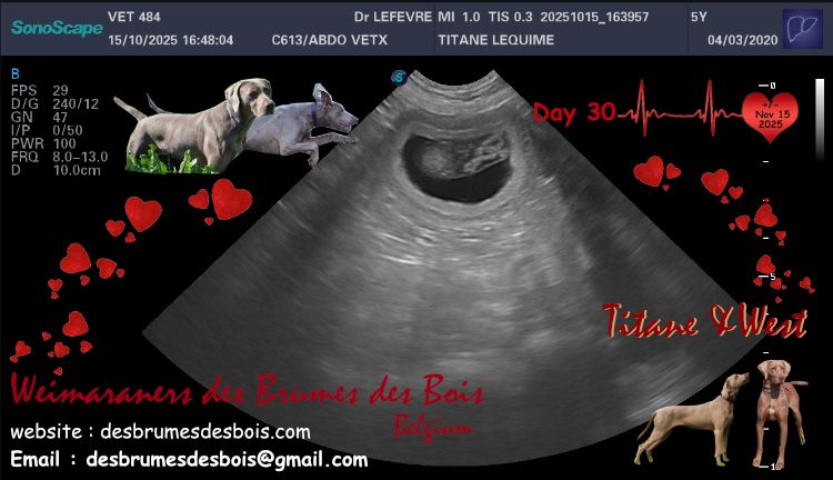 Des brumes des bois - Confirmation de Gestation pour Titane et West