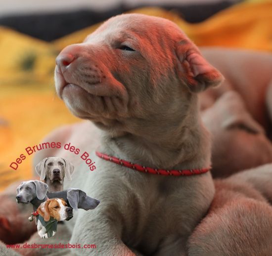 Des brumes des bois - les chiots ont ouvert les yeux