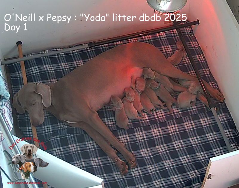 les chiots de Pepsy sont arrivés