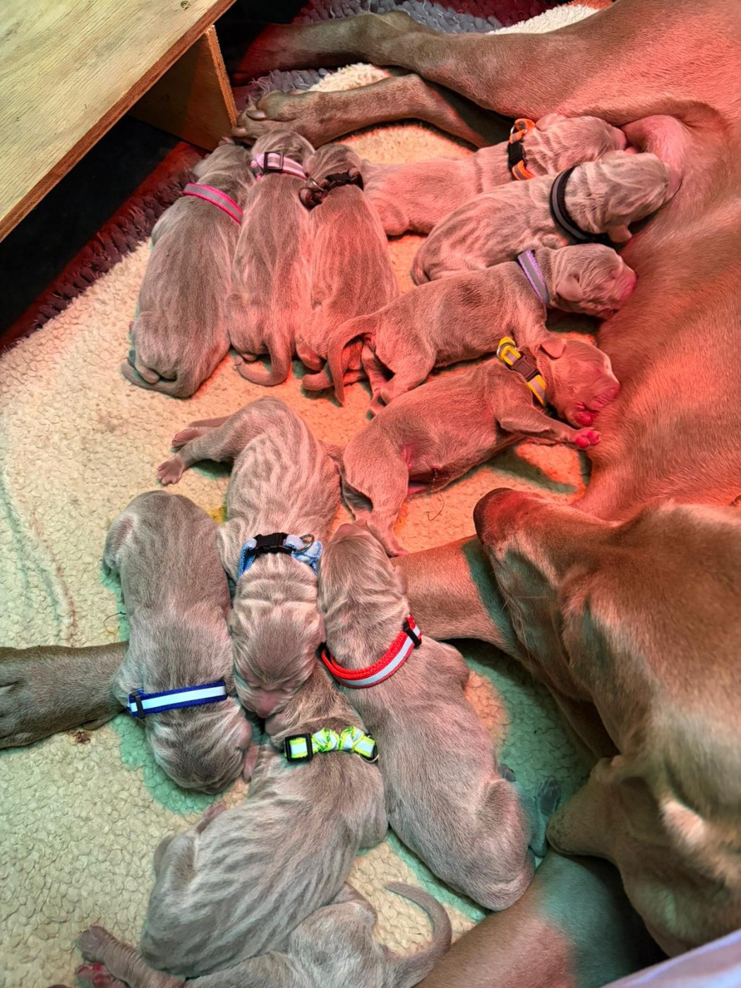 Des brumes des bois - Tactic x Viza