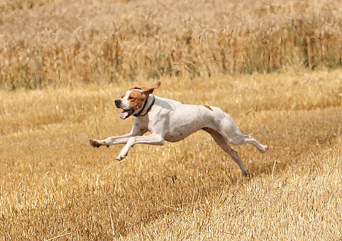 Chasse et entrainements
