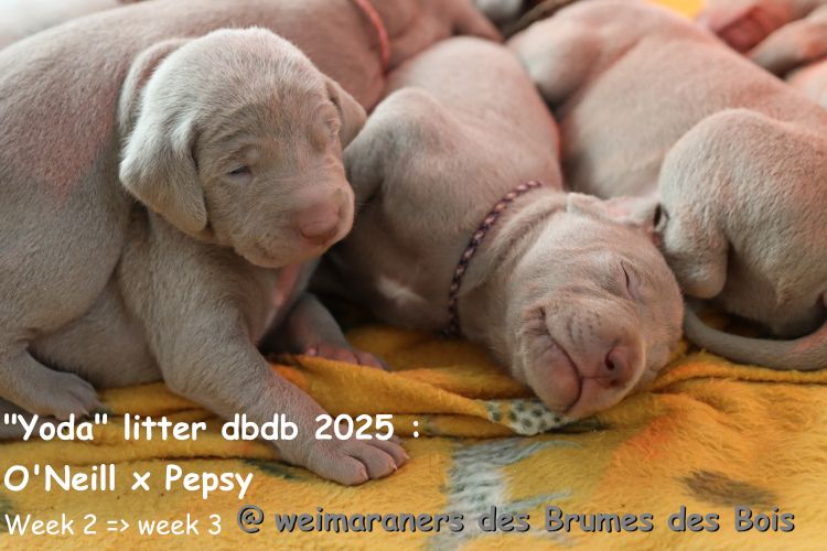 Des brumes des bois - Chiots disponibles - Braque de Weimar
