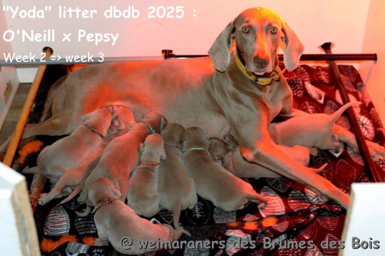 Des brumes des bois - Braque de Weimar - Portée née le 08/10/2025