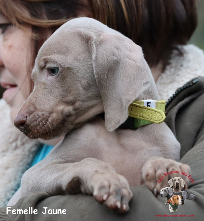 Des brumes des bois - Chiots disponibles - Braque de Weimar