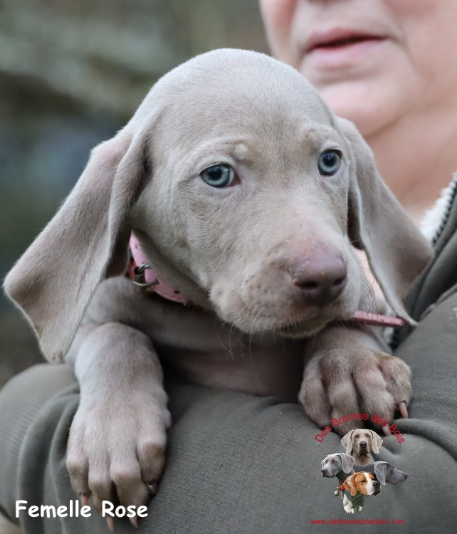 Des brumes des bois - Chiots disponibles - Braque de Weimar