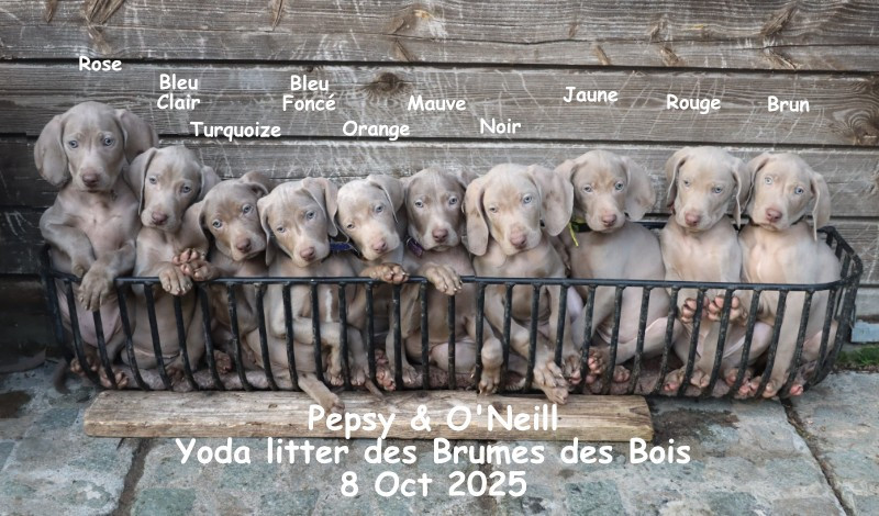 Des brumes des bois - Braque de Weimar - Portée née le 08/10/2025