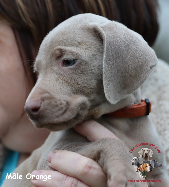 Des brumes des bois - Chiots disponibles - Braque de Weimar