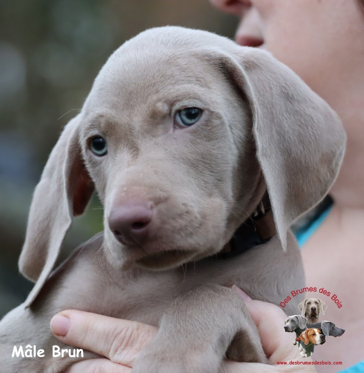 Des brumes des bois - Chiots disponibles - Braque de Weimar