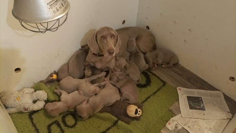 Chiot Braque de Weimar Des brumes des bois