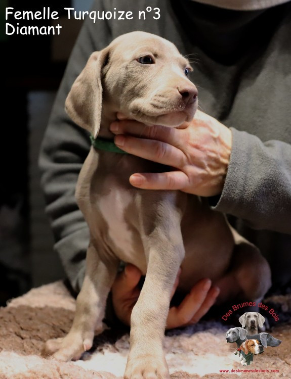 Des brumes des bois - Chiots disponibles - Braque de Weimar