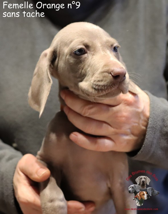 Des brumes des bois - Chiots disponibles - Braque de Weimar