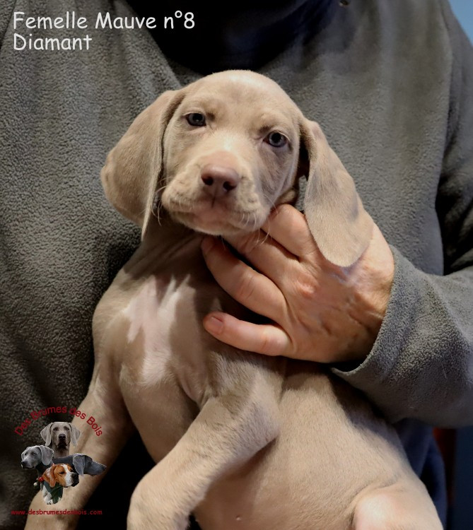 Des brumes des bois - Chiots disponibles - Braque de Weimar