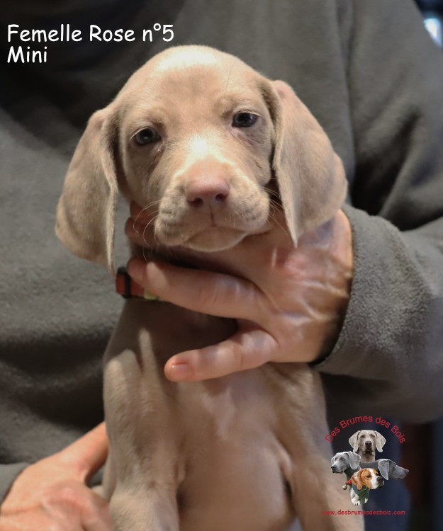 Des brumes des bois - Chiots disponibles - Braque de Weimar