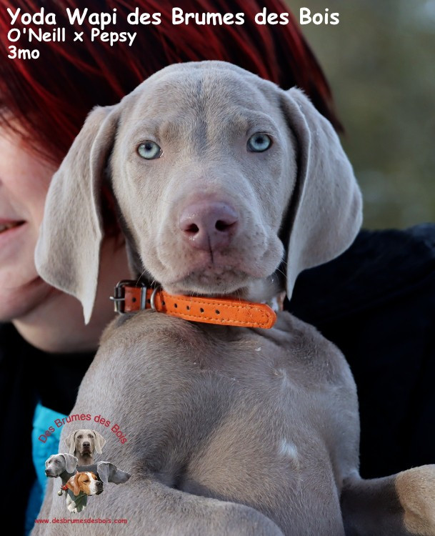 Des brumes des bois - Chiots disponibles - Braque de Weimar