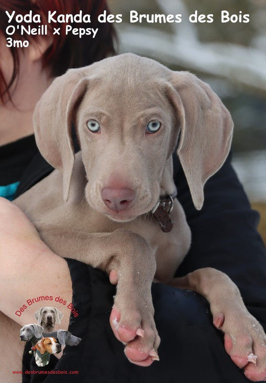 Des brumes des bois - Chiots disponibles - Braque de Weimar