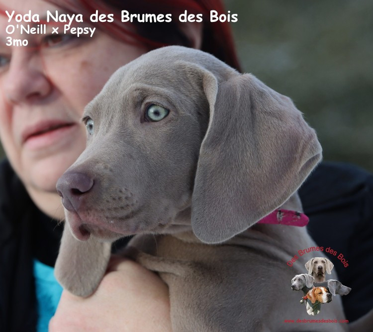 Des brumes des bois - Chiots disponibles - Braque de Weimar