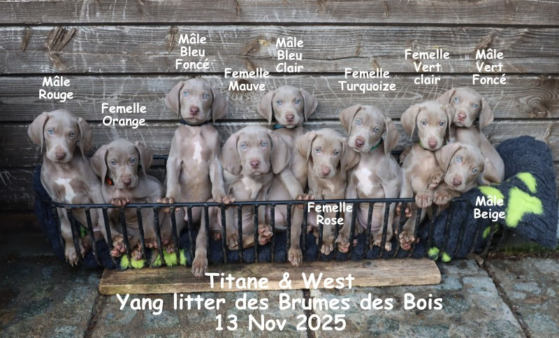 Chiot Braque de Weimar Des brumes des bois