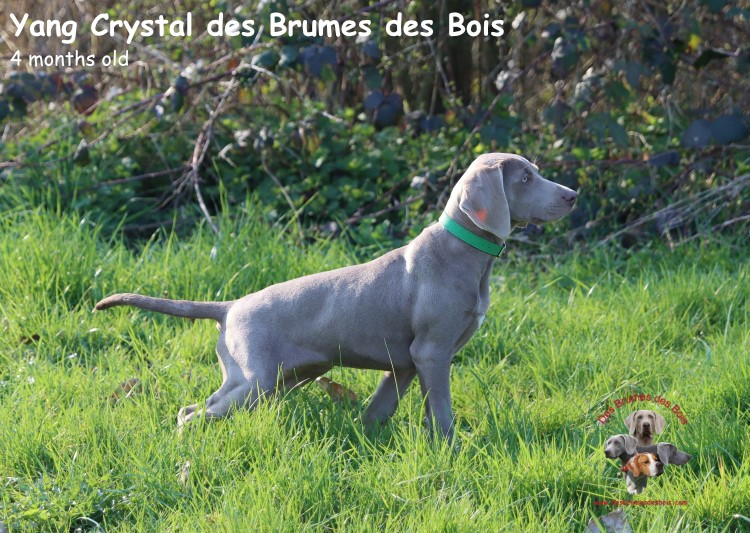 Des brumes des bois - Chiots disponibles - Braque de Weimar