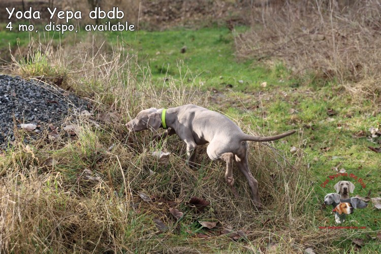 Des brumes des bois - Chiots disponibles - Braque de Weimar