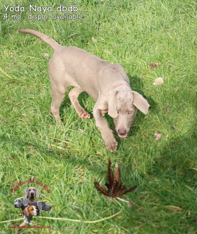 Des brumes des bois - Chiots disponibles - Braque de Weimar