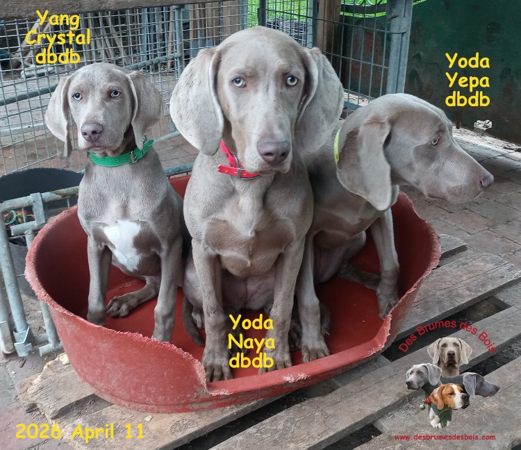 Des brumes des bois - Chiots disponibles - Braque de Weimar