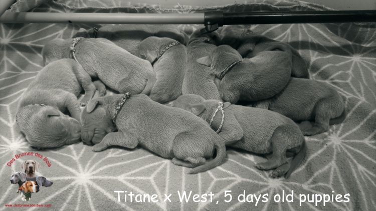 Des brumes des bois - Chiots disponibles - Braque de Weimar