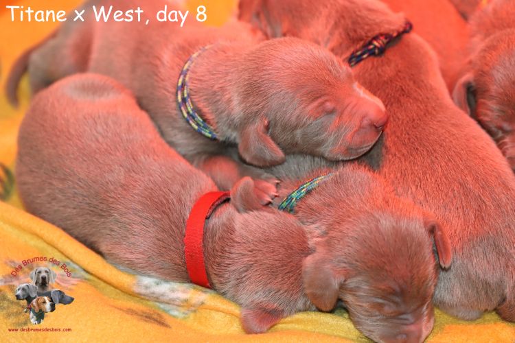 Des brumes des bois - Chiots disponibles - Braque de Weimar