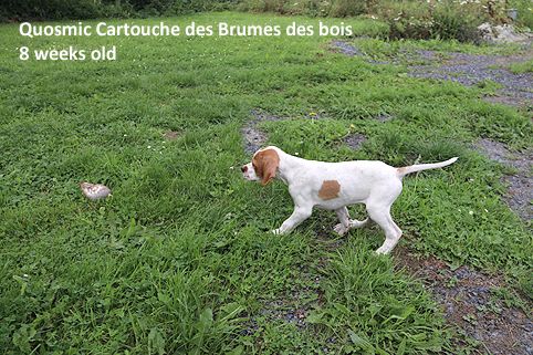 Des brumes des bois - Pointer - Portée née le 04/07/2017