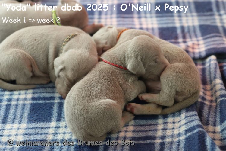 Des brumes des bois - Chiots disponibles - Braque de Weimar