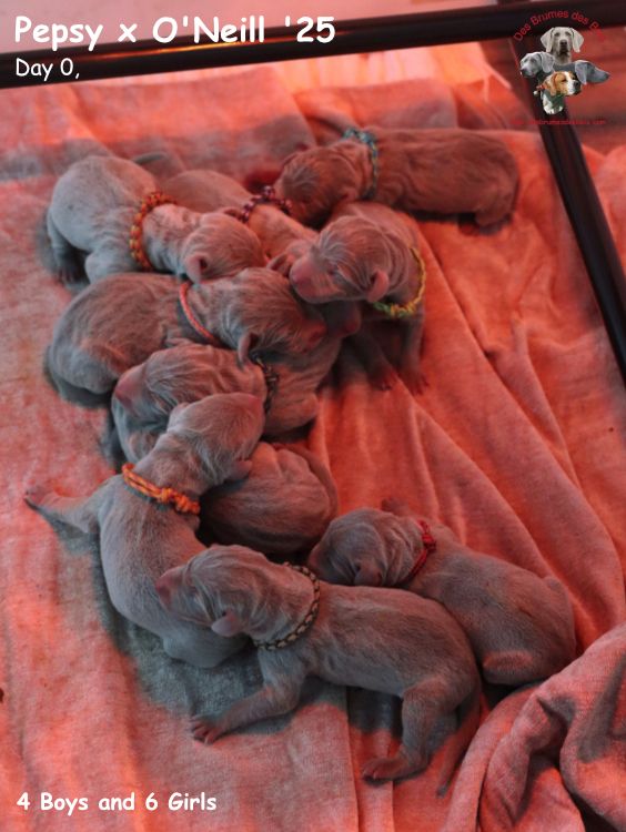 Des brumes des bois - Chiots disponibles - Braque de Weimar