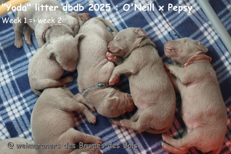 Des brumes des bois - Chiots disponibles - Braque de Weimar