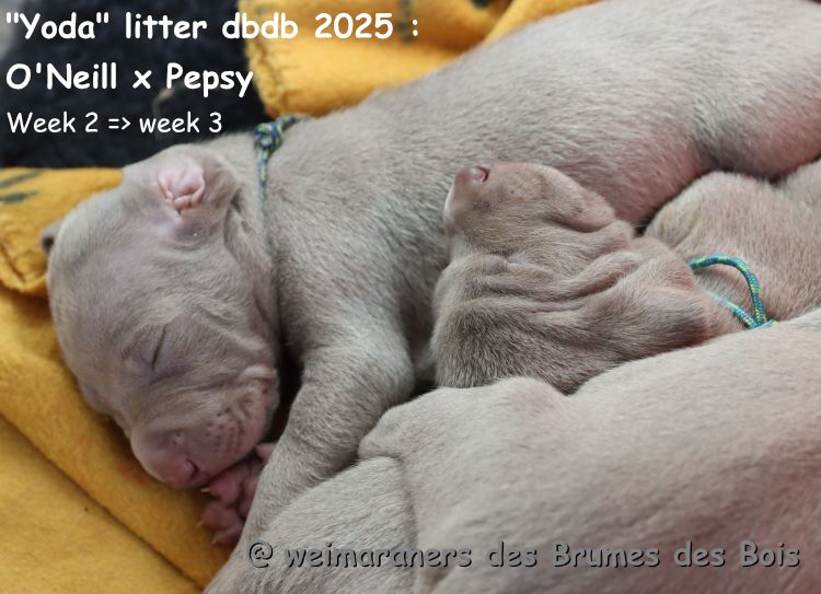 Des brumes des bois - Chiots disponibles - Braque de Weimar