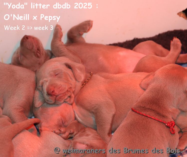 Des brumes des bois - Chiots disponibles - Braque de Weimar