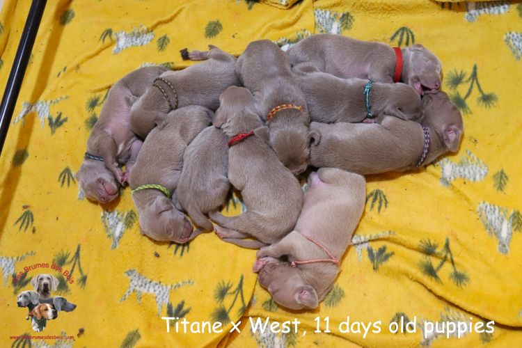 Des brumes des bois - Chiots disponibles - Braque de Weimar